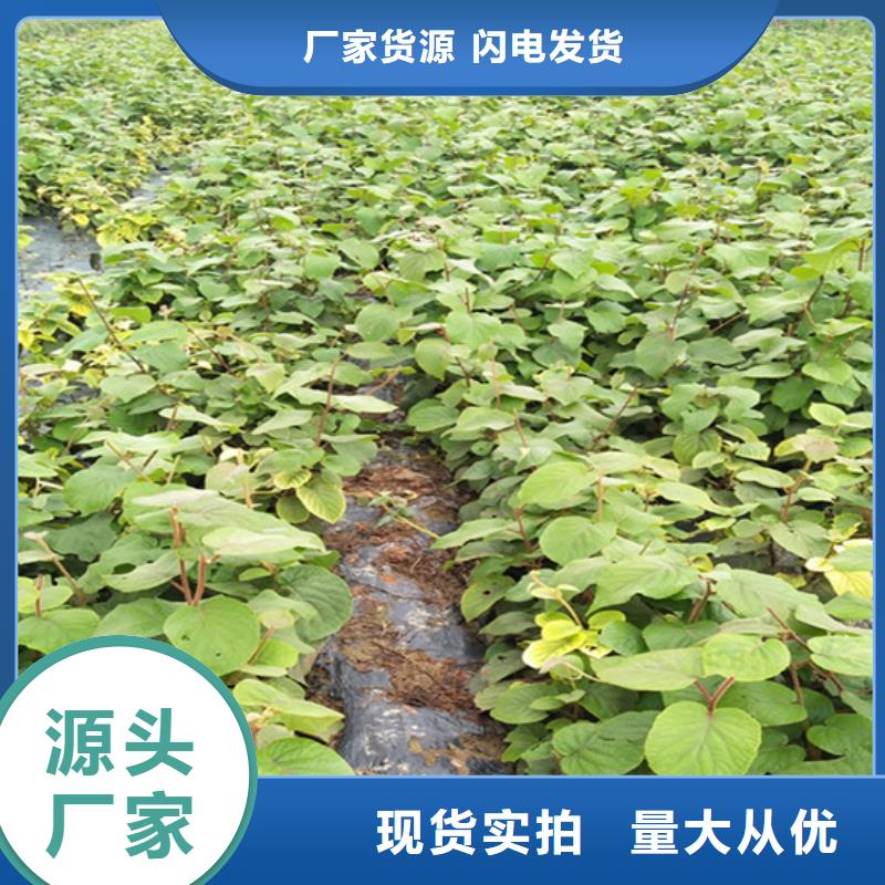 【猕猴桃】_桃树苗为您提供一站式采购服务轩园梨树苗