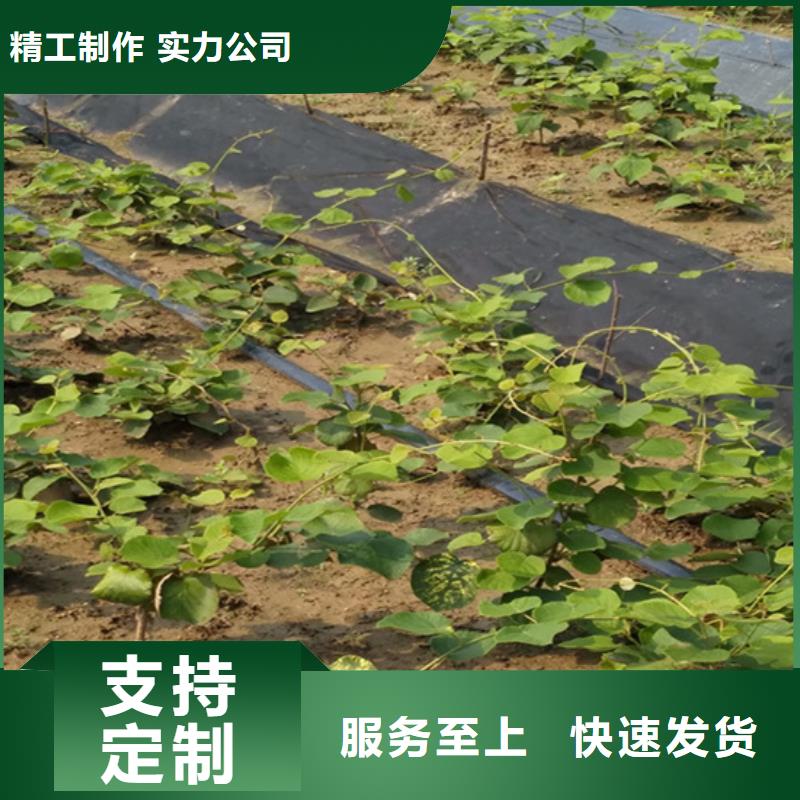 猕猴桃樱桃苗厂家型号齐全