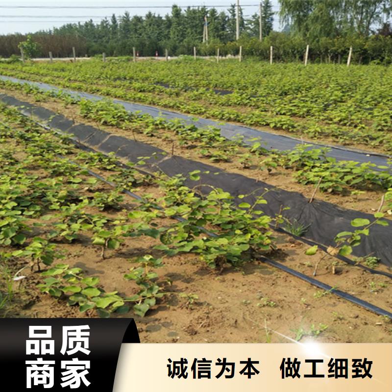 獼猴桃石榴樹支持定制加工