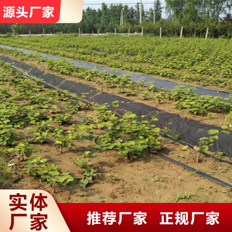 猕猴桃梨树苗货源直销