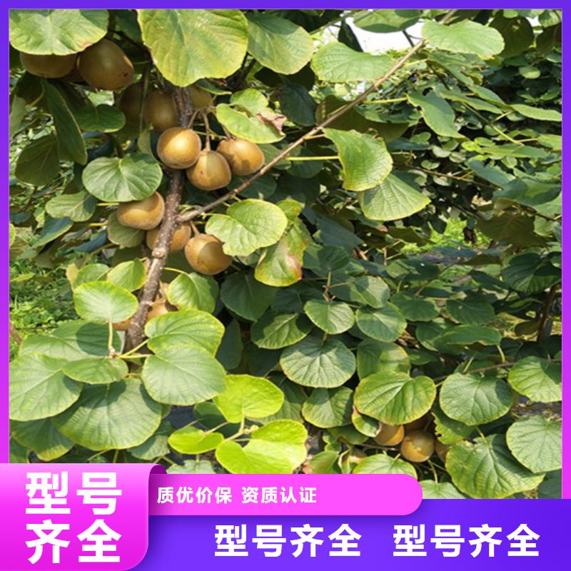 猕猴桃北美冬青一站式供应厂家