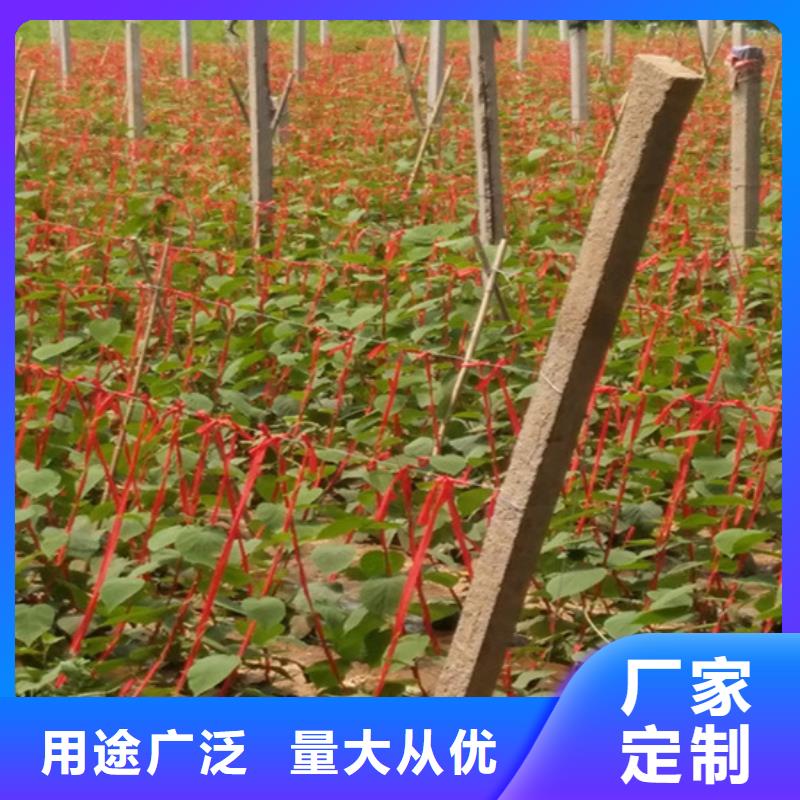猕猴桃桃树苗多种规格库存充足