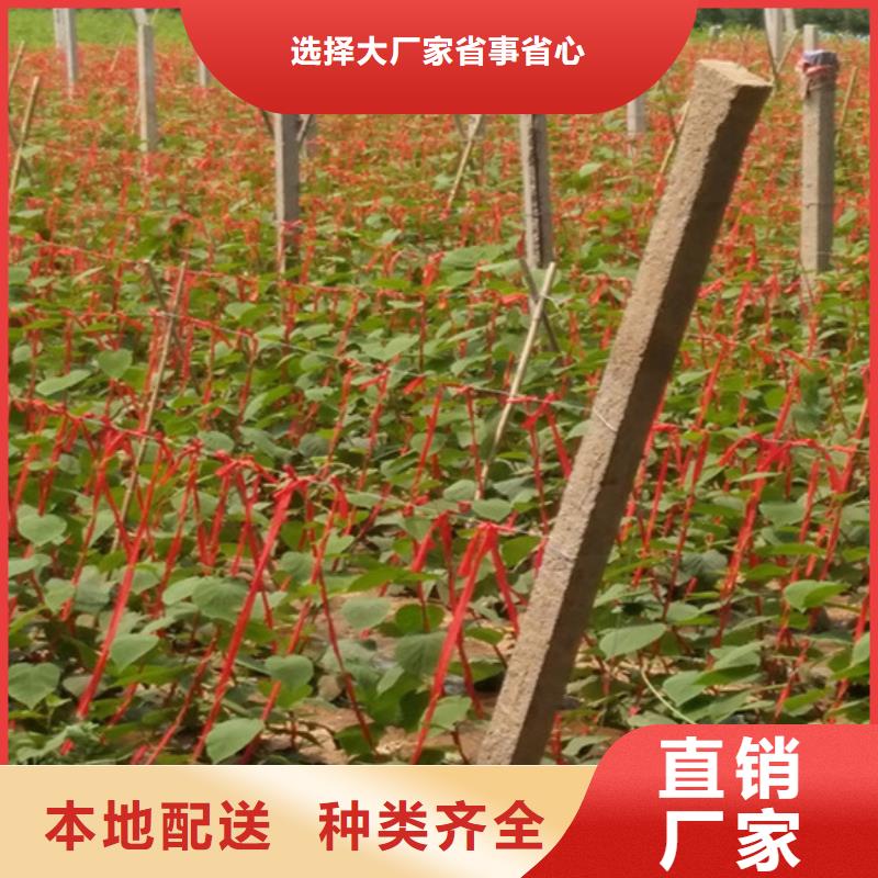 严选用料【猕猴桃】_桃树苗为您提供一站式采购服务-企业旺旺