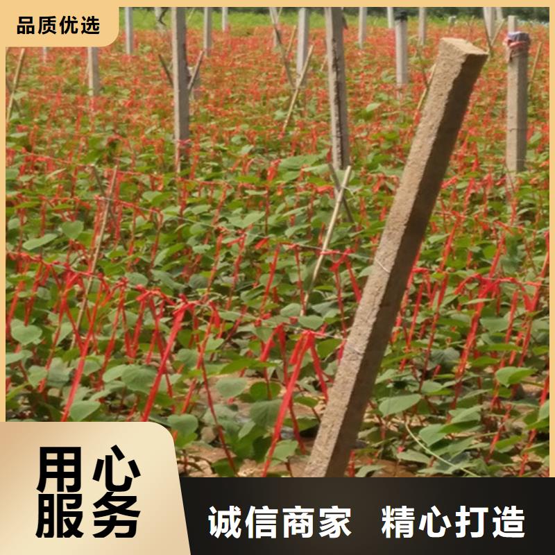 軟棗獼猴桃苗種植管理技術