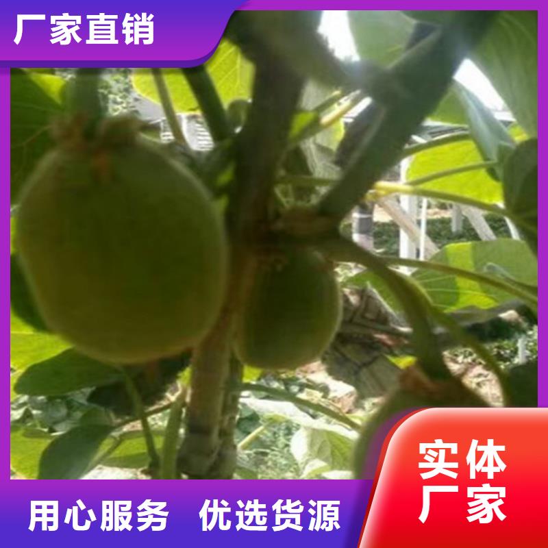 【猕猴桃】_桃树苗为您提供一站式采购服务轩园梨树苗