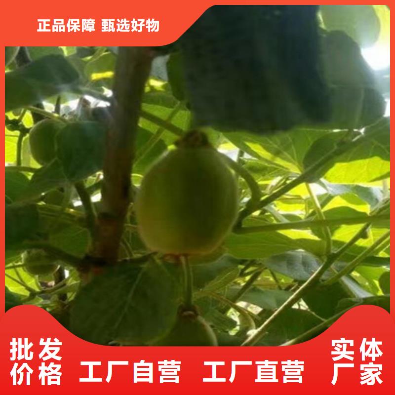 严选用料【猕猴桃】_桃树苗为您提供一站式采购服务-企业旺旺