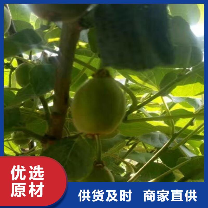 獼猴桃石榴樹支持定制加工