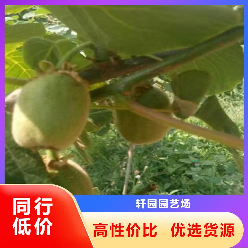 梨树苗-视频-湛江|梅州|汕尾|汕头|东莞|广州梨树苗行业优选-轩园园艺场(广东省分公司)