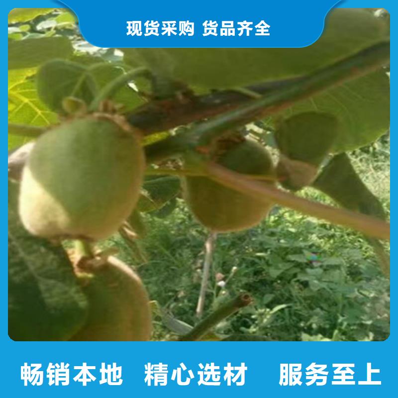 轩园梨树苗猕猴桃 【樱桃苗】匠心打造