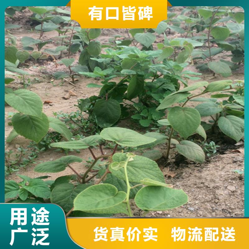 【猕猴桃】樱桃苗专注细节使用放心