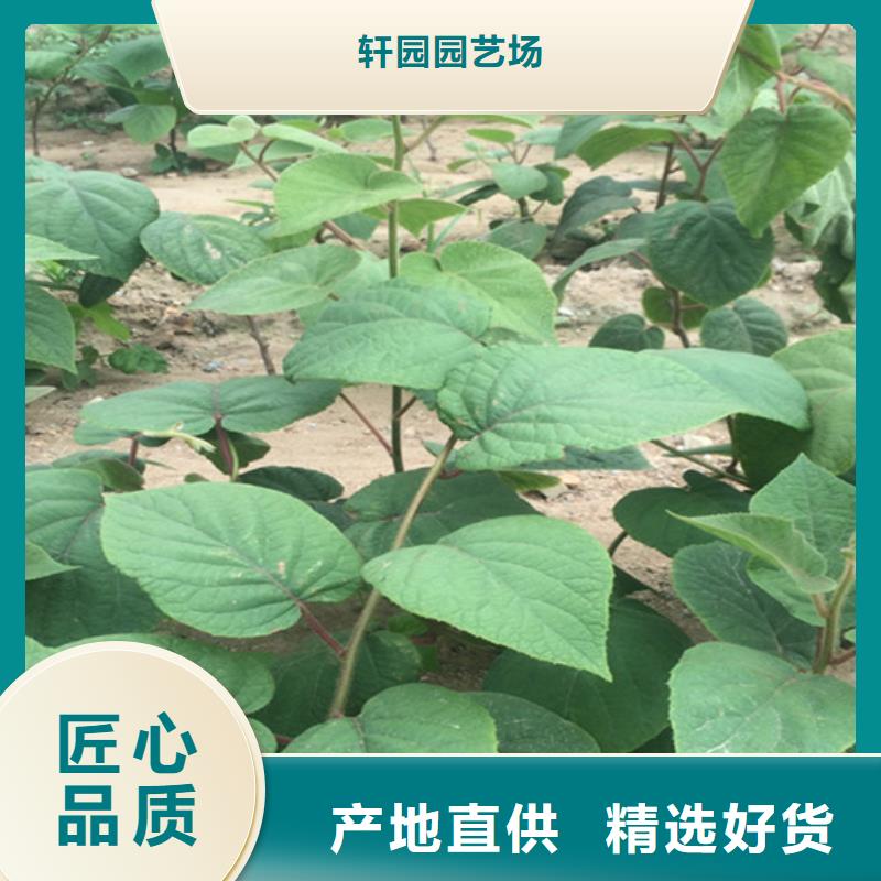 |邹平|无棣|临沂|聊城|枣庄|威海轩园【 猕猴桃 樱桃苗当地货源】