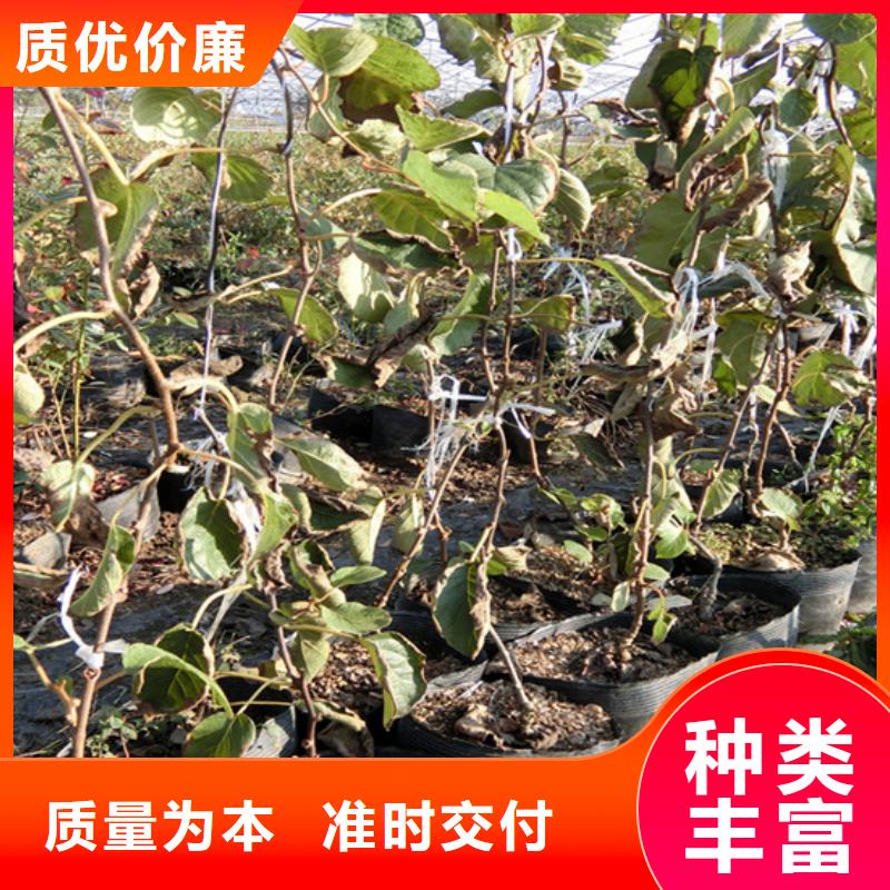 【猕猴桃】桃树苗性能稳定