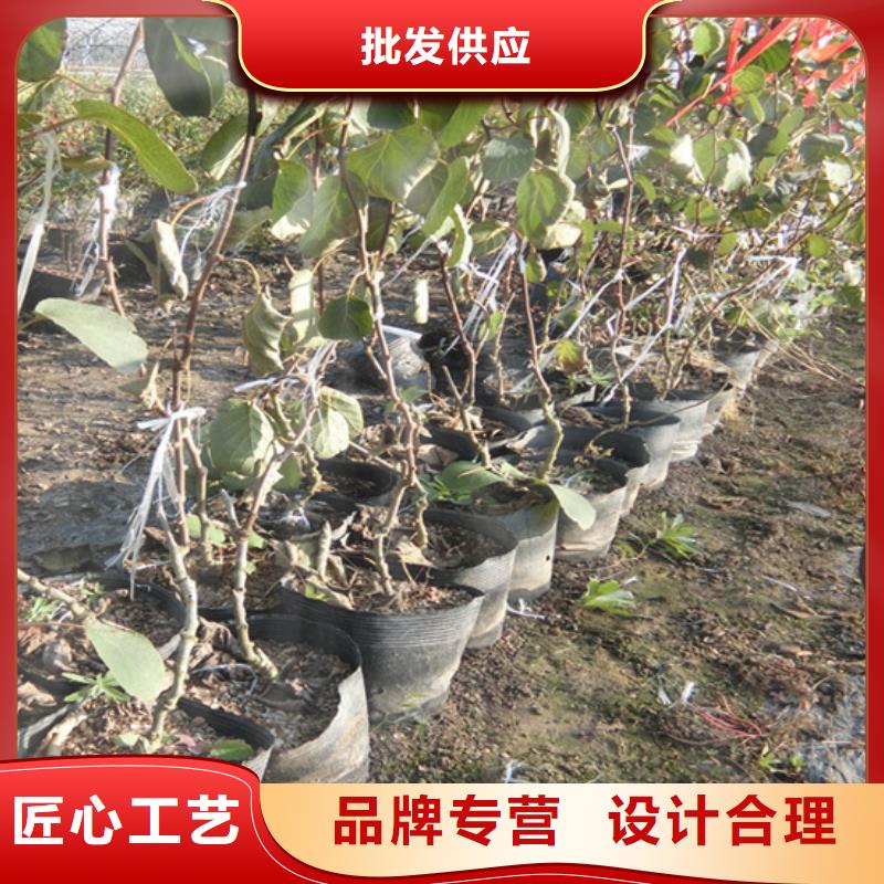 猕猴桃樱桃苗多种款式可随心选择