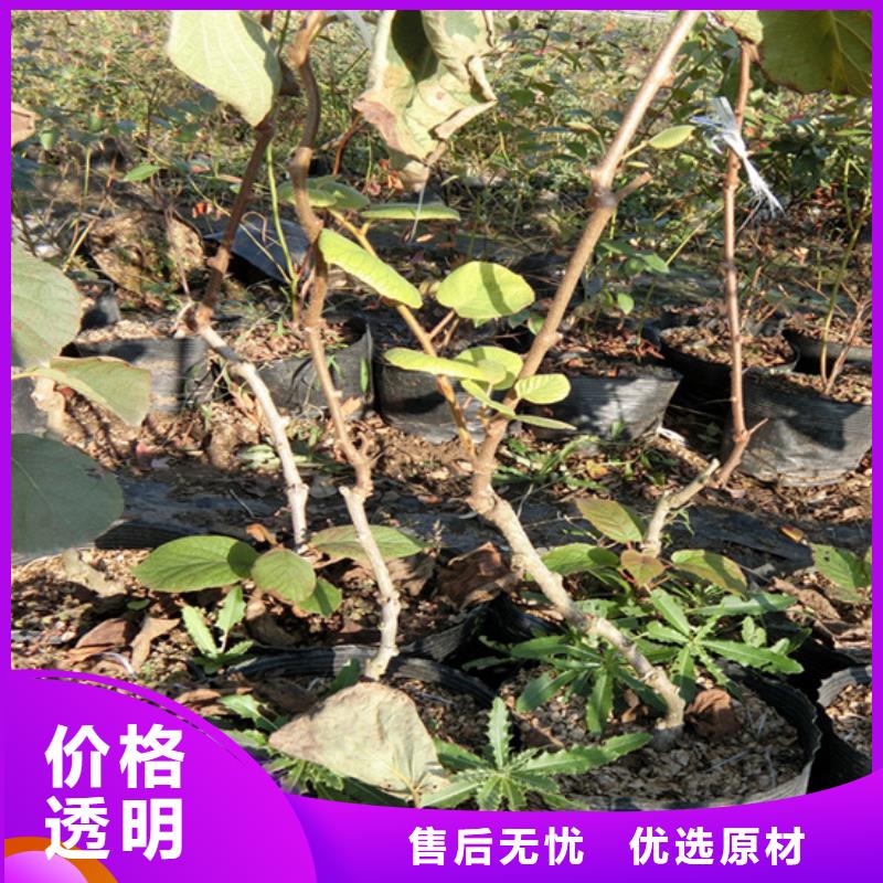 猕猴桃樱桃苗多种款式可随心选择