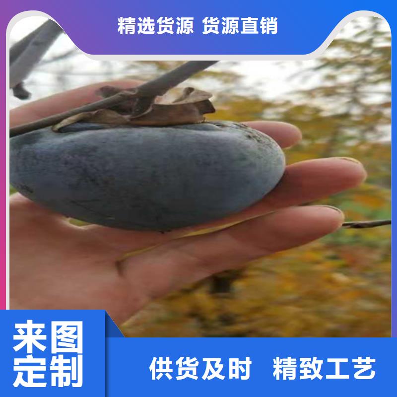 【 柿子_无花果苗工厂采购】覆盖范围含|浦江|磐安|绍兴|湖州|丽水|衢州|舟山|嘉兴