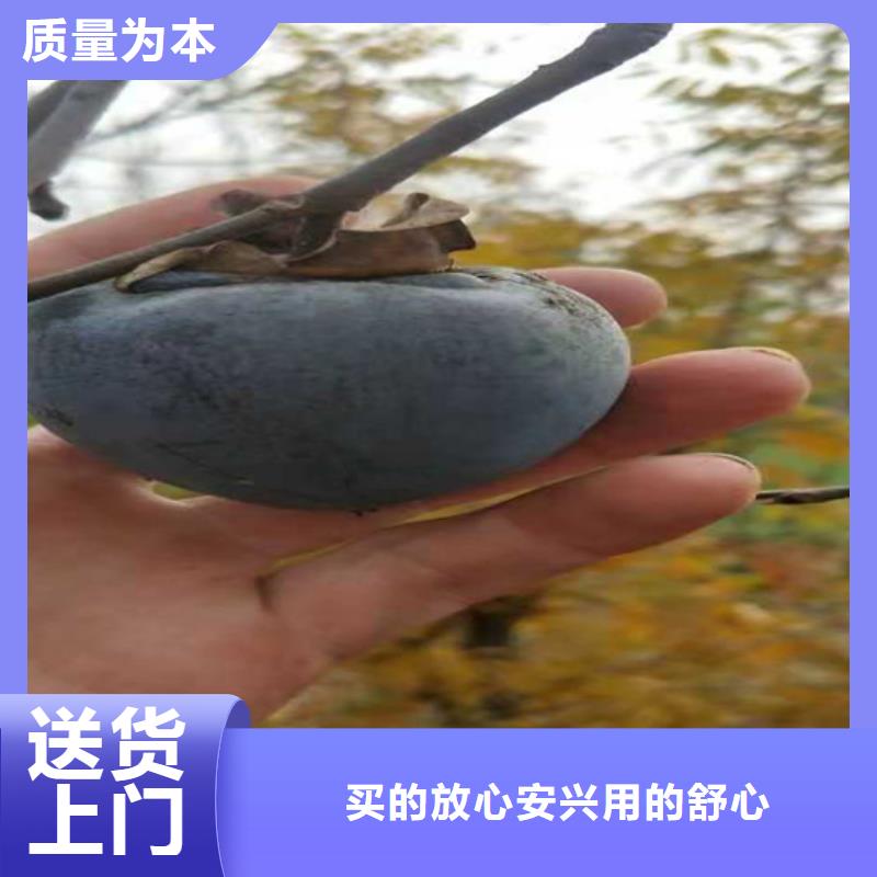柿子_苹果苗一站式采购方便省心