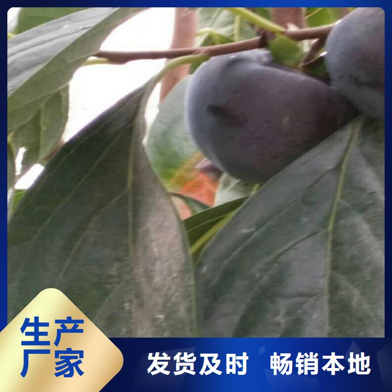 柿子,樱桃苗厂家直销货源充足