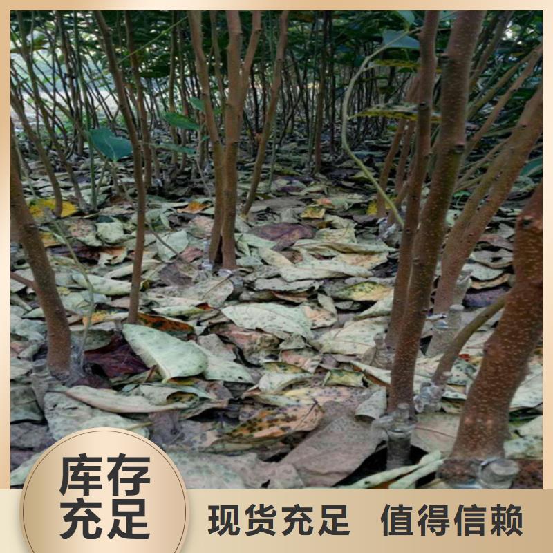 柿子,樱桃苗品质之选