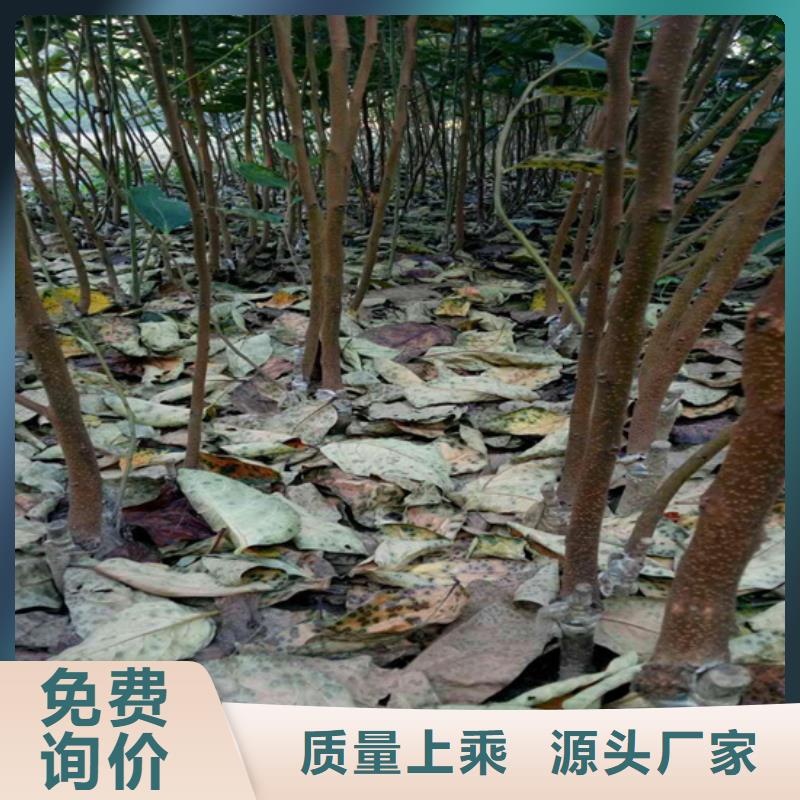 柿子櫻桃苗價格實惠