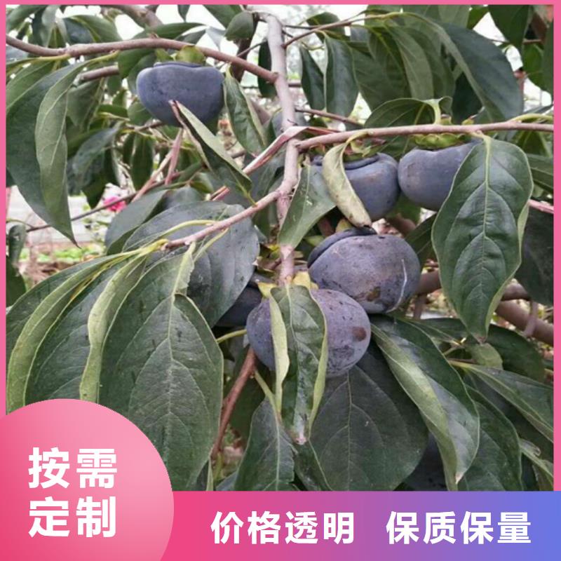 【 柿子_梨树苗按需设计】-市场覆盖|江海|台山|云浮|深圳|湛江|珠海|阳江|汕尾-企业旺旺