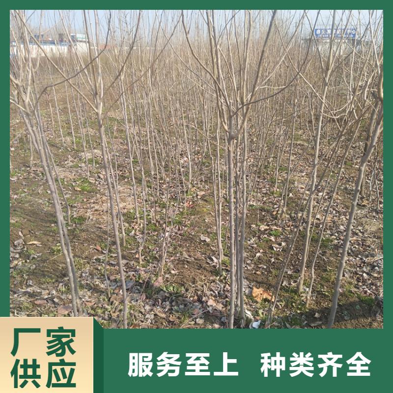 【 柿子_无花果苗工厂采购】-市场覆盖|东阳|浦江|丽水|舟山|宁波|杭州|温州-企业旺旺