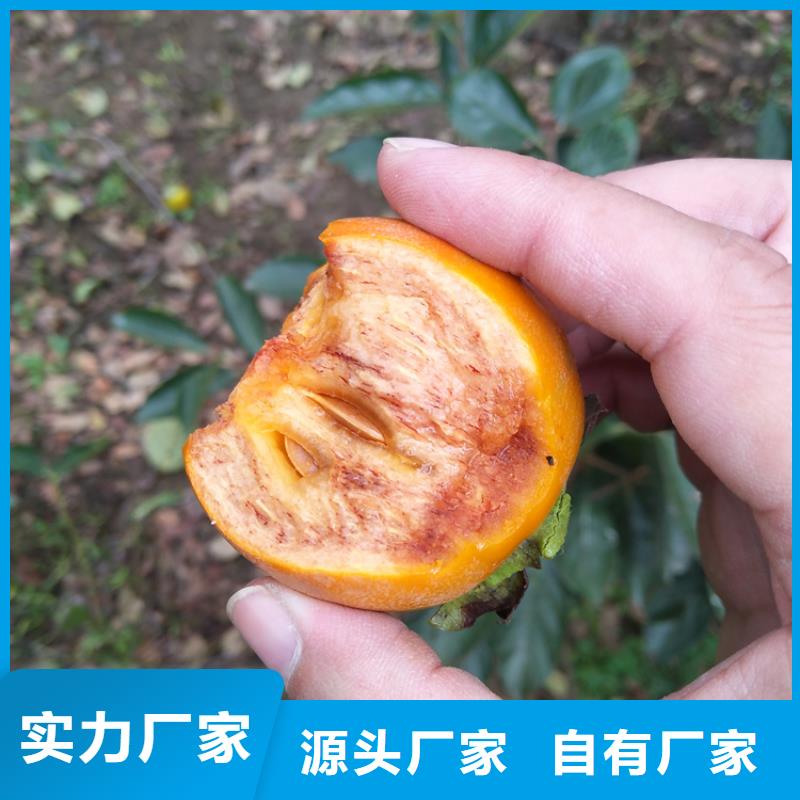 柿子_蘋果苗一站式采購方便省心