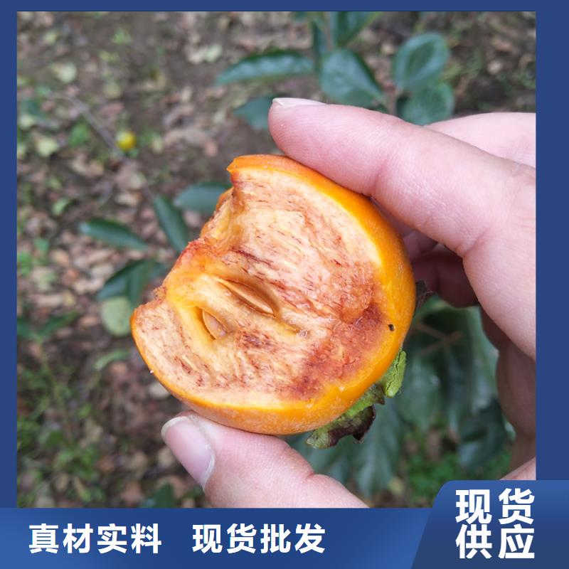 柿子【猕猴桃苗】核心技术