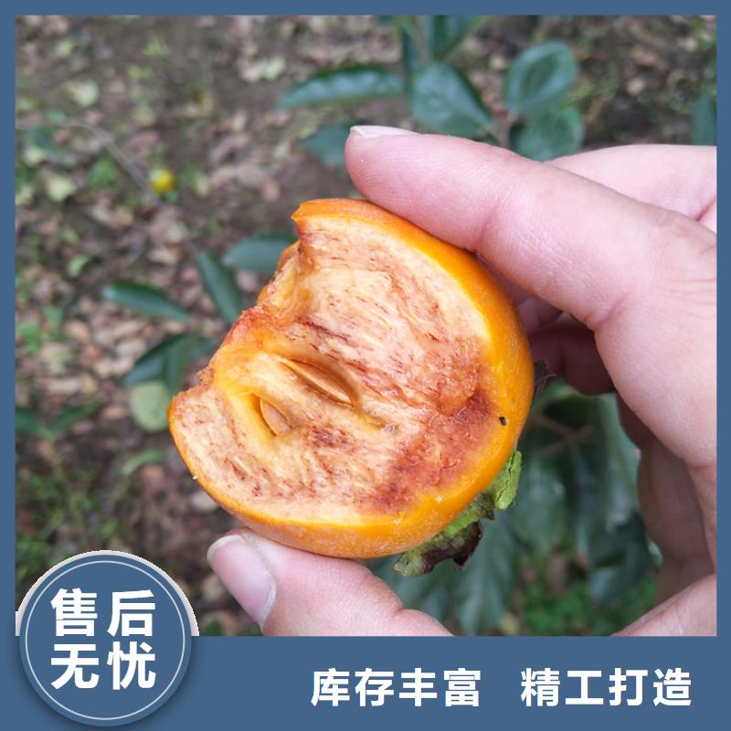 柿子櫻桃苗暢銷本地