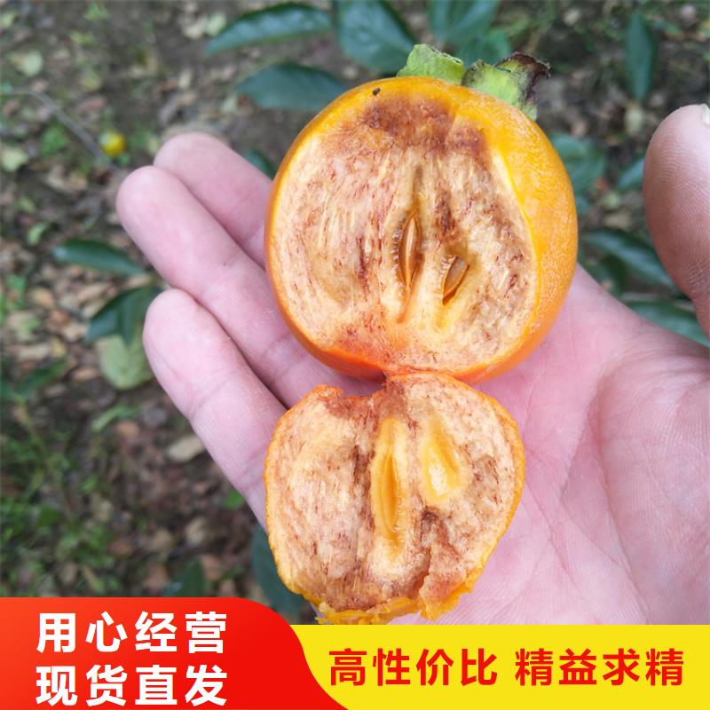 柿子桃树苗品牌大厂家