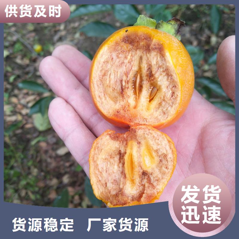 柿子櫻桃苗廠家供應