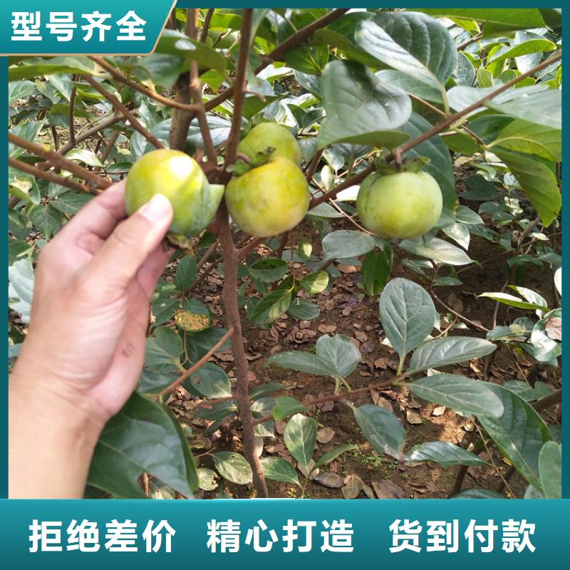 梨树苗轩园【 柿子_无花果苗工厂采购】