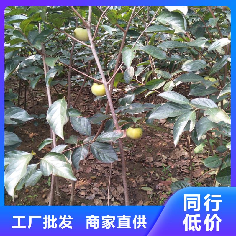柿子,樱桃苗厂家直销货源充足