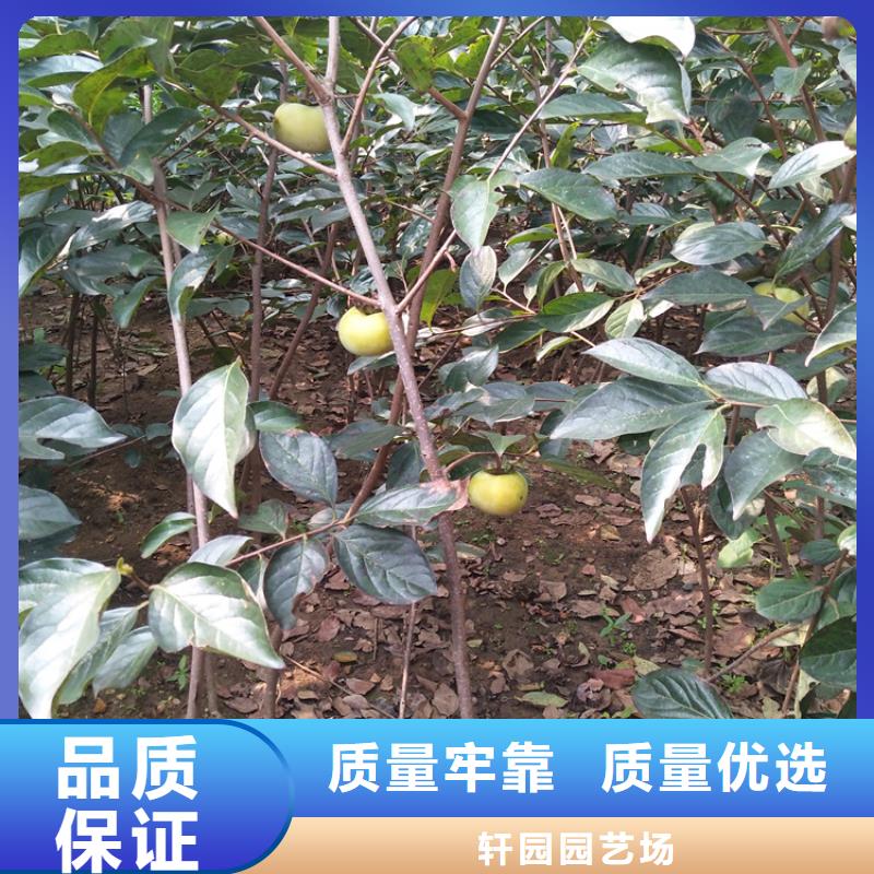 柿子,樱桃苗厂家直销货源充足