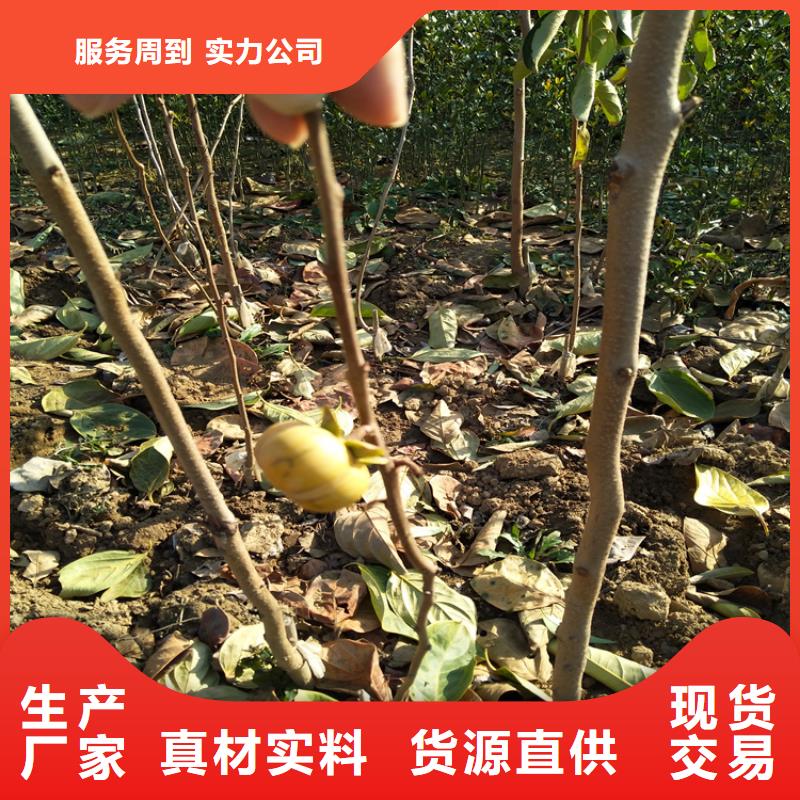 柿子櫻桃苗廠家供應