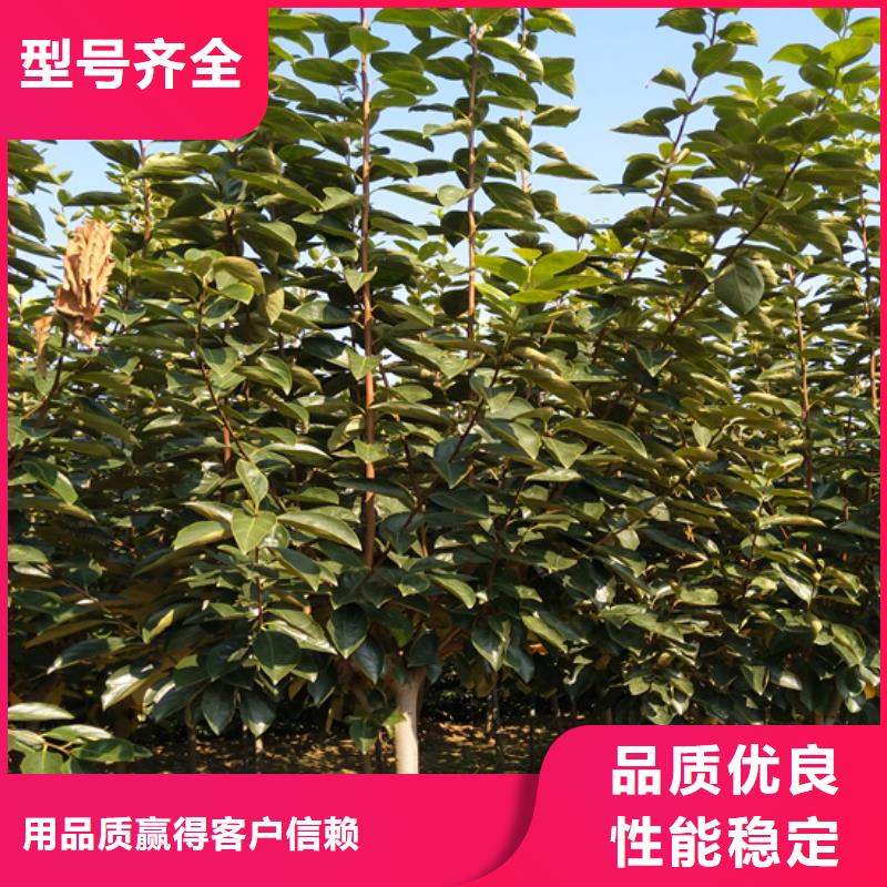 柿子北美冬青大量現貨供應