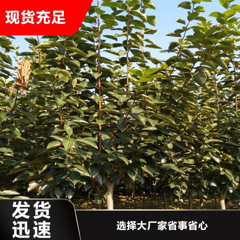 【 柿子_梨树苗按需设计】|鹤山|新会|深圳|阳江|潮州|珠海|佛山|中山|梅州qy55.com