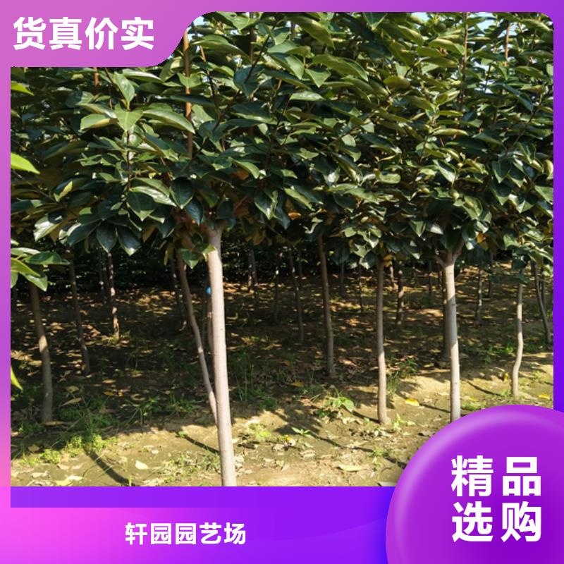 柿子李子苗采购无忧
