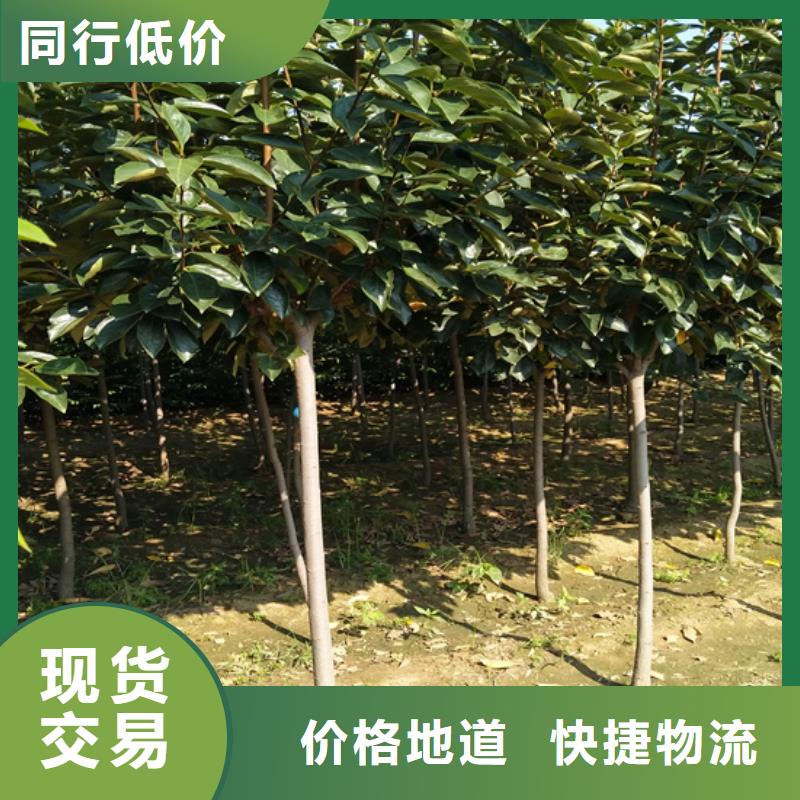 梨树苗视频-梨树苗|金华市|浦江|永康|绍兴|杭州|嘉兴|舟山|宁波|湖州