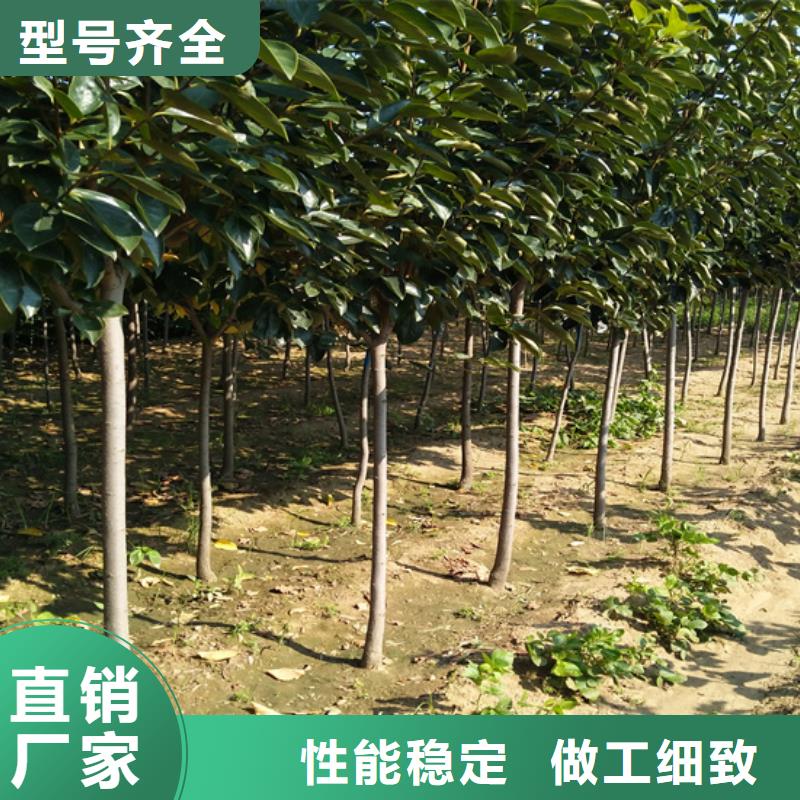 【 柿子_无花果苗工厂采购】覆盖范围含|浦江|磐安|绍兴|湖州|丽水|衢州|舟山|嘉兴