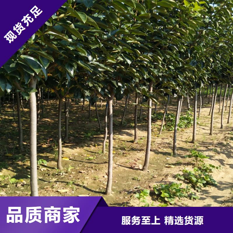 柿子櫻桃苗暢銷本地