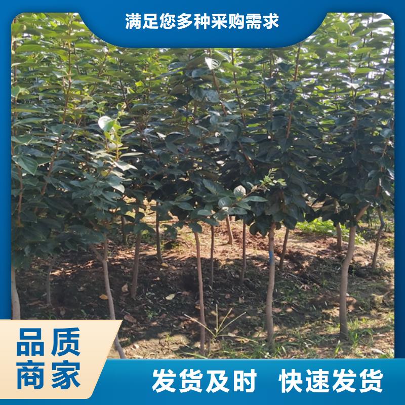 梨树苗轩园【 柿子_无花果苗工厂采购】
