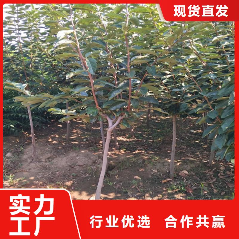 柿子_蘋果苗一站式采購方便省心