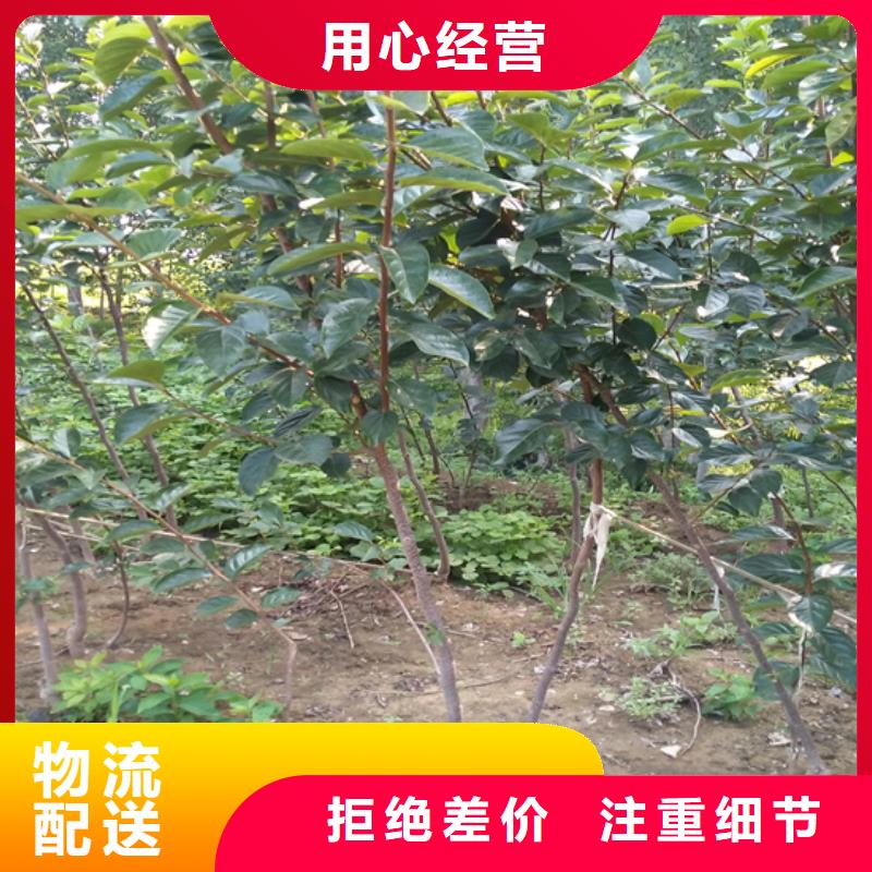 柿子櫻桃苗價格實惠