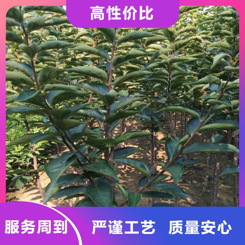梨树苗视频-黔南市梨树苗-该地可服务区域福泉|瓮安|六盘水|遵义|黔东南|安顺