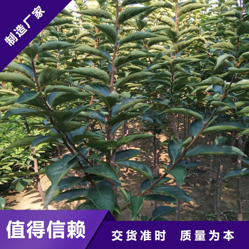【柿子】 无花果苗您身边的厂家厂家直接面向客户