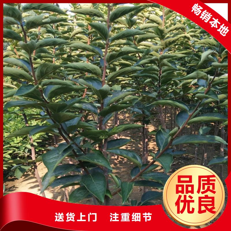 柿子北美冬青大量現貨供應