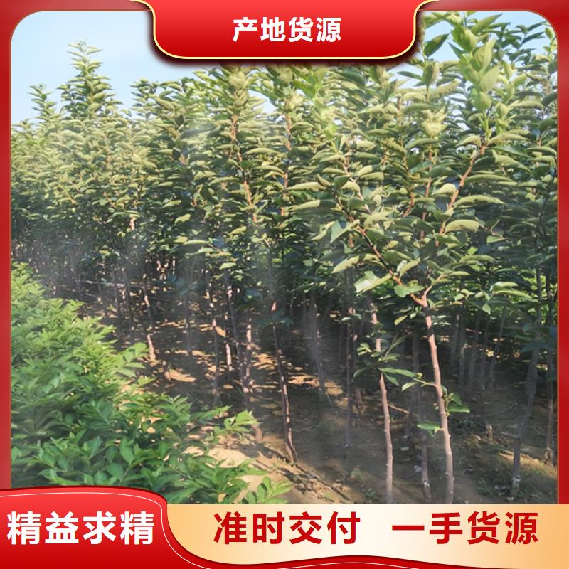 梨树苗轩园【 柿子_无花果苗工厂采购】