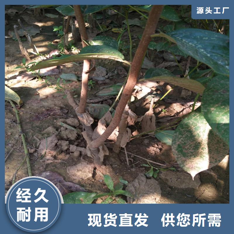 柿子,樱桃苗品质之选