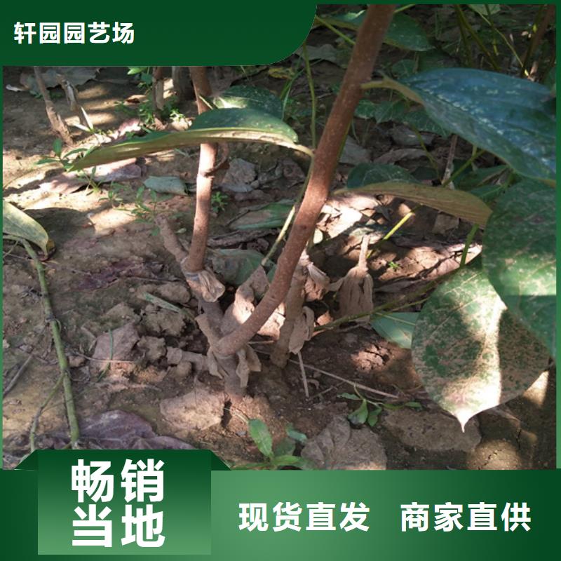 【 柿子_无花果苗工厂采购】覆盖范围含|浦江|磐安|绍兴|湖州|丽水|衢州|舟山|嘉兴