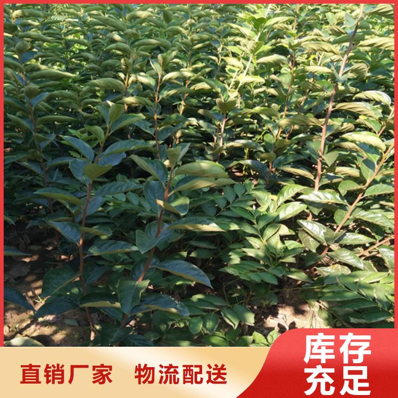 梨树苗视频-黔南市梨树苗-该地可服务区域福泉|瓮安|六盘水|遵义|黔东南|安顺